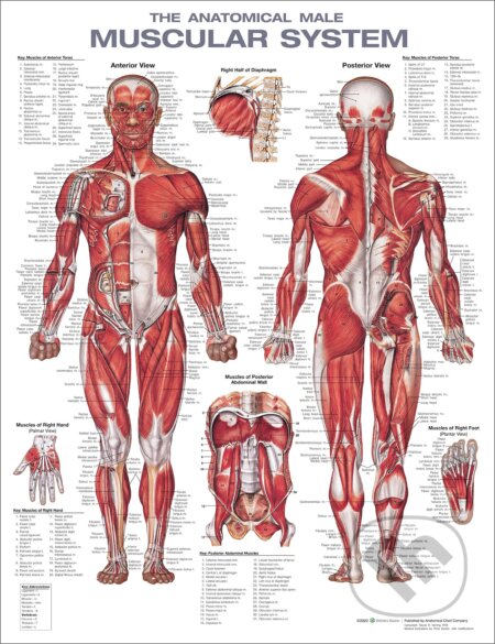 The Anatomical Male Muscular System Anatomical Chart, Wolters Kluwer Health, 2022
