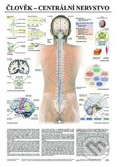 Plakát - Člověk - centrální nervstvo, Scientia