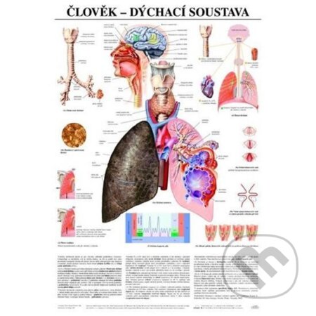 Plakát - Člověk - dýchací soustava, Scientia