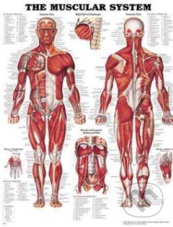 The Muscular System, Anatomical Chart, 2002