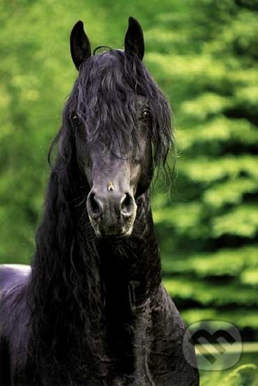 Portrét čierneho koňa - Gabrielle Boiselle, Schmidt