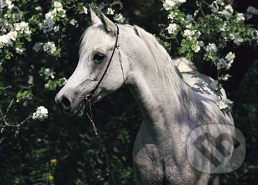 Biely kôň - Gabrielle Boiselle, Schmidt
