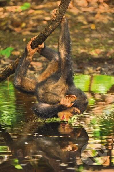 Chimpanzee infant, Clementoni, 2016