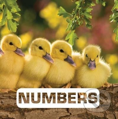 Numbers - Judith Nouvion, Hachette Book Group US, 2016