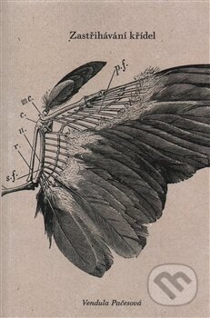 Zastřihávání křídel - Vendula Pačesová, Jonathan Livingston, 2013