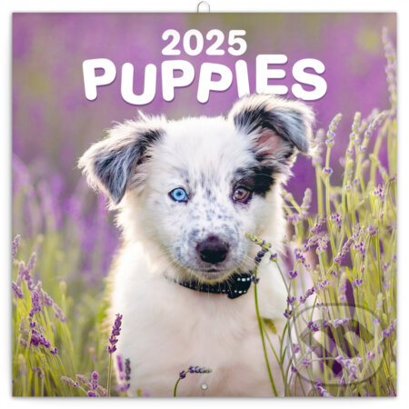 NOTIQUE Nástenný poznámkový kalendár Puppies (Šteniatka) 2025, Notique, 2024