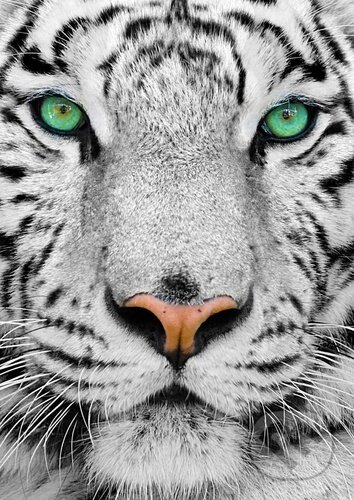 Puzzle Bílý sibiřský tygr 1000 dílků