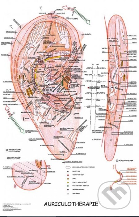 Mapa - Aurikuloterapie (Radomír Růžička)