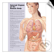 Internal Organs of the Human Body (chart)