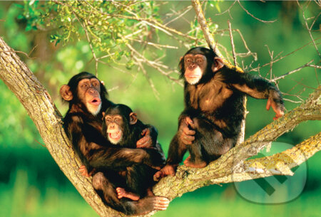 Šimpanzy, Trefl