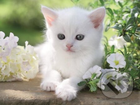 Bílé kotě - puzzle z kategorie Zvířata