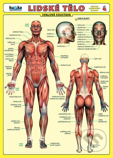 Lidské tělo - Přehled orgánových soustav - Svalová soustava - Petr Kupka a kolektiv, Kupka, 2011