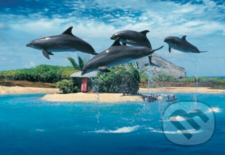 Delfíni raj, Dino