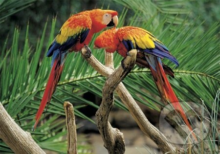 Dva papagáje, Dino