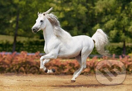 Cválajúci andalúzsky kôň, Castorland
