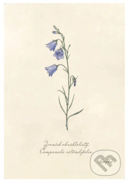 Print zvonček (rozmer A4) (Z našej prírody). Z našej prírody, 2025