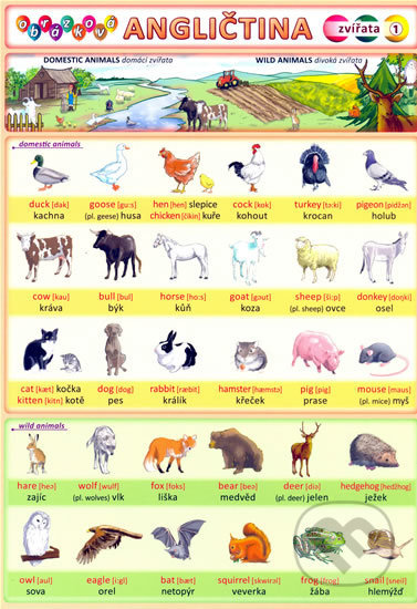Obrázková angličtina 1 - Zvířata - Petr Kupka a kolektív autorov - kniha z kategorie Jazykové učebnice a slovníky