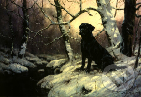 Black Labrador In Snowy Wood, Crown & Andrews