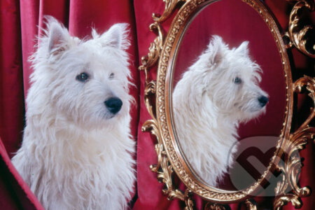 West Highland Terrier, Crown & Andrews