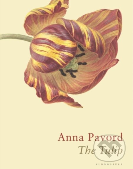 Kniha: The Tulip (Anna Pavord). Bloomsbury, 2019