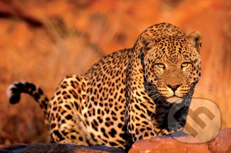 Leopard, Trefl