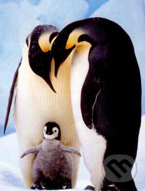 Tučniaky, Jumbo