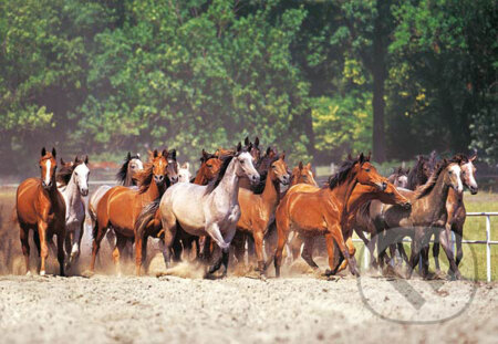 Stádo koní, Castorland