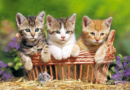 Tri roztomilé mačiatka, Castorland