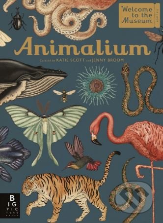 Animalium - Jenny Broom, Katie Scott (ilustrácie), Templar, 2017