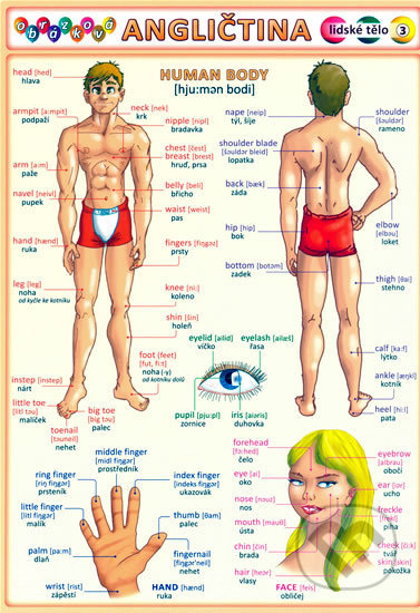 Obrázková angličtina: Lidské tělo - Petr Kupka - kniha z kategorie Jazykové učebnice a slovníky