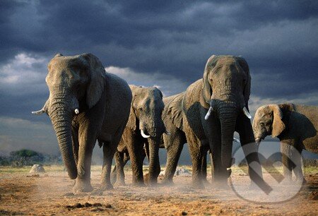 Elephants with Storm Clouds - Steve Bloom, Crown & Andrews