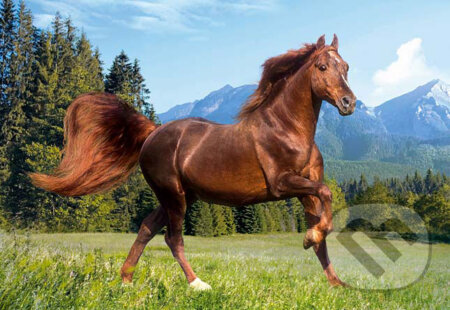 Rocky Mountain Horse, Castorland