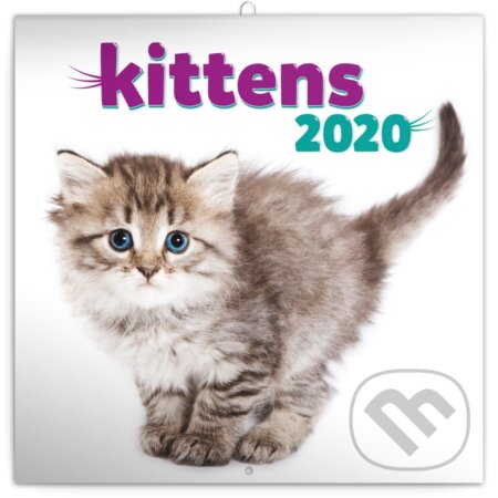Poznámkový kalendář / kalendár Kittens 2020, Presco Group, 2019