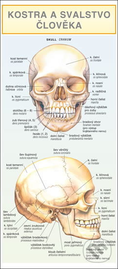 Kostra a svalstvo člověka - Barbora Dančová - kniha z kategorie Gymnázia