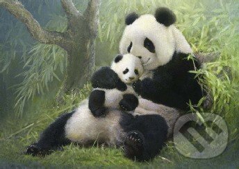 Cuddling Pandas, Jumbo