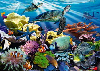 Reef Life, Jumbo