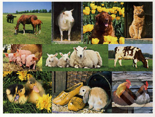 Farm Animals, Jumbo