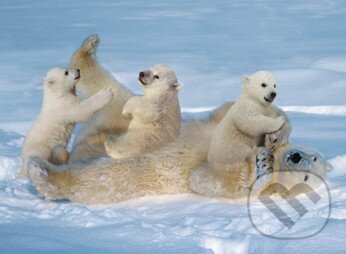 Radosť polárnych medveďov, Ravensburger