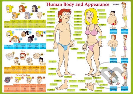 Human Body and Appearance / Lidské tělo (Naučná karta) - kniha z kategorie Cizí jazyky