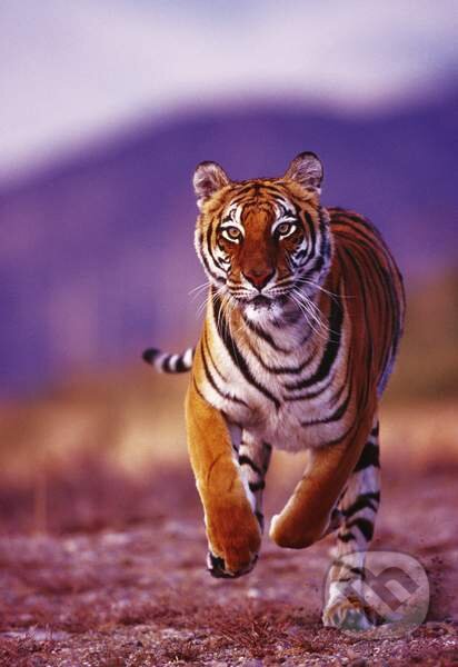 Divoký tiger, Clementoni