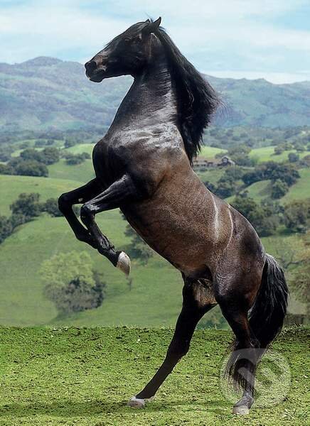 Rearing Horse, Clementoni