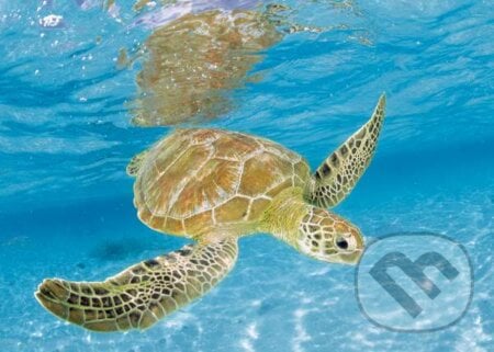 Turtle under sea, Clementoni