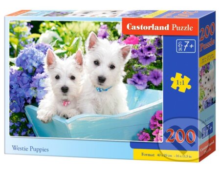 Westie Puppies, Castorland, 2020