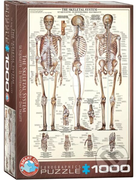The Skeletal System, EuroGraphics