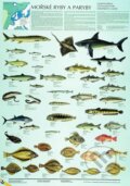 Mořské ryby a paryby, Scientia, 2006