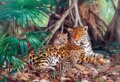 Jaguars in the jungle, Castorland