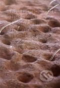 Kniha: Multilogues on the Now: O žlázách, membránách a dutinách (Autorský kolektiv)