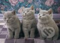 Puzzle: Three kittens in grey (Schmidt). Schmidt, 2013