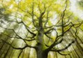 Puzzle: Stefan Hefele, Dream tree (Schmidt)