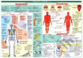 Kniha: Tabulka - biologie člověka (Antonín Konětopský). MC Brno